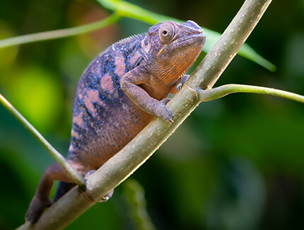 Panther Chameleon