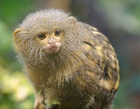 Pygmy Marmoset