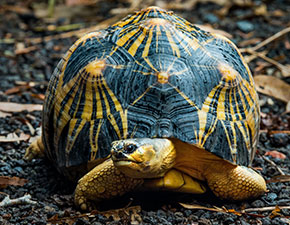 Radiated Tortoise