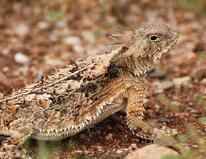 Regal Horned Lizard