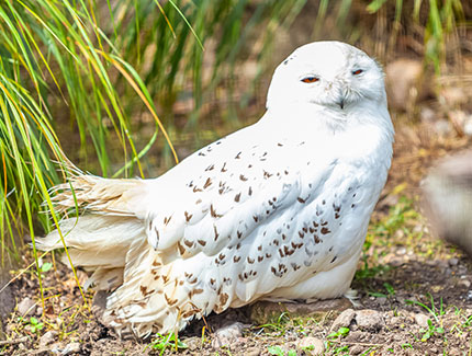 Snowy Owl