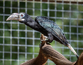 Tarictic Hornbill