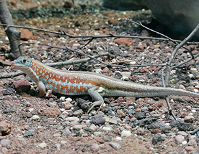 Western Girdled Lizard