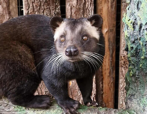 Masked palm civet