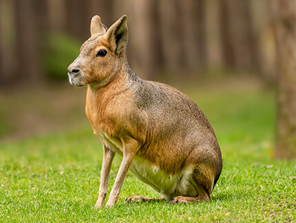 Patagonian mara